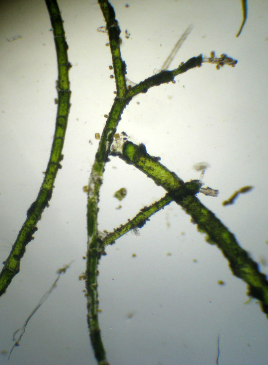 Microscopia salata